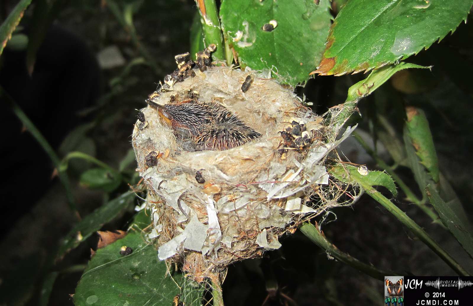 Allens Hummingbird Chick in Nest